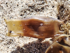 Scyliorhinus canicula