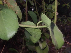 Cissus rotundifolia