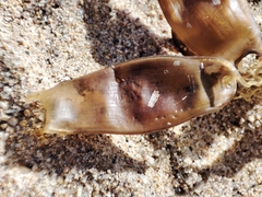 Scyliorhinus canicula