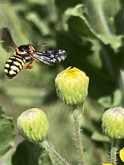 Dianthidium