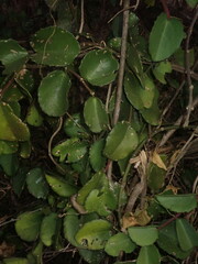 Cissus rotundifolia