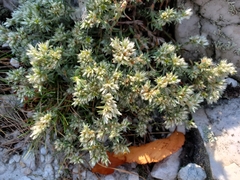 Paronychia argyrocoma