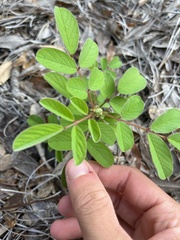 Indigofera hirsuta