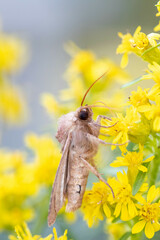 Noctuinae