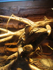 Lophognathus gilberti