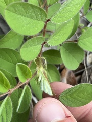 Indigofera hirsuta