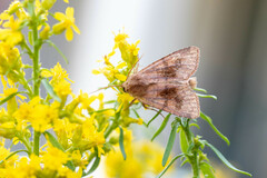 Noctuinae