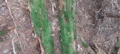 Polytrichum formosum