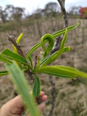 Solanum glaucophyllum