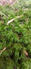 Polytrichum formosum