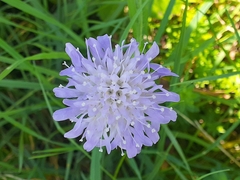 Knautia dipsacifolia