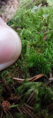 Polytrichum formosum
