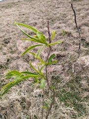 Solanum glaucophyllum