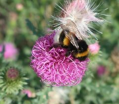 Bombus