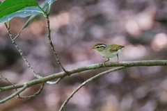 Phylloscopus coronatus
