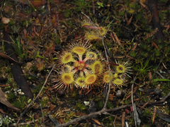 Drosera glanduligera