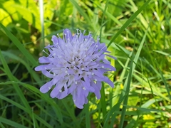 Knautia dipsacifolia