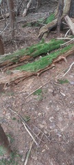 Polytrichum formosum