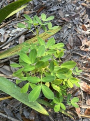 Arachis hypogaea
