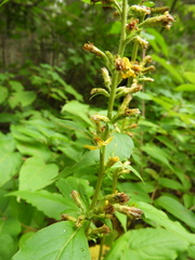 Solidago macrophylla