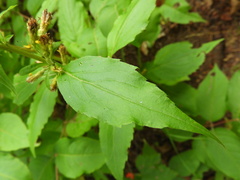 Solidago macrophylla