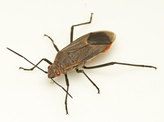 Leptocoris