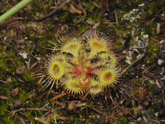 Drosera glanduligera
