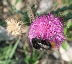 Bombus confusus