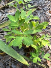 Arachis hypogaea