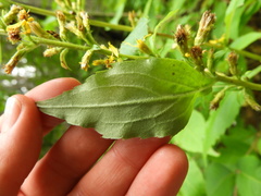Solidago macrophylla