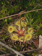 Drosera glanduligera