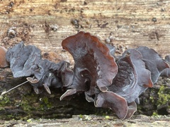 Auricularia angiospermarum