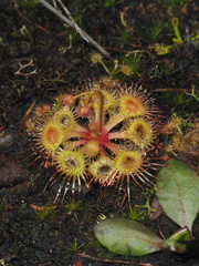 Drosera glanduligera