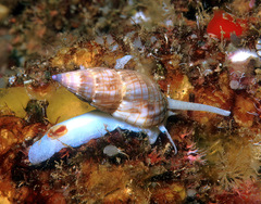 Nassarius gaudiosus