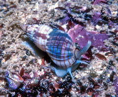 Nassarius gaudiosus