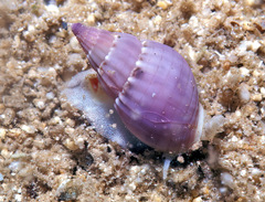 Nassarius gaudiosus