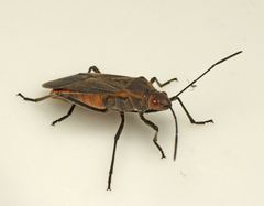 Leptocoris