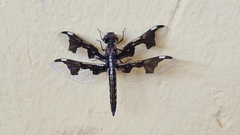 Palpopleura
