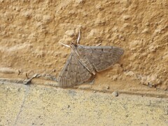 Herpetogramma phaeopteralis