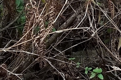 Perdicula erythrorhyncha