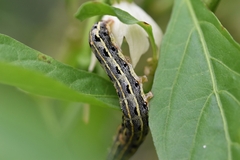 Spodoptera litura