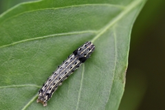 Spodoptera litura