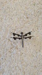Palpopleura