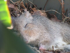 Potorous tridactylus