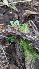 Henningsomyces candidus