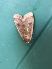 Abagrotis alternata