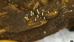 Henningsomyces candidus