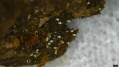 Henningsomyces candidus