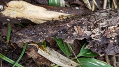 Henningsomyces candidus