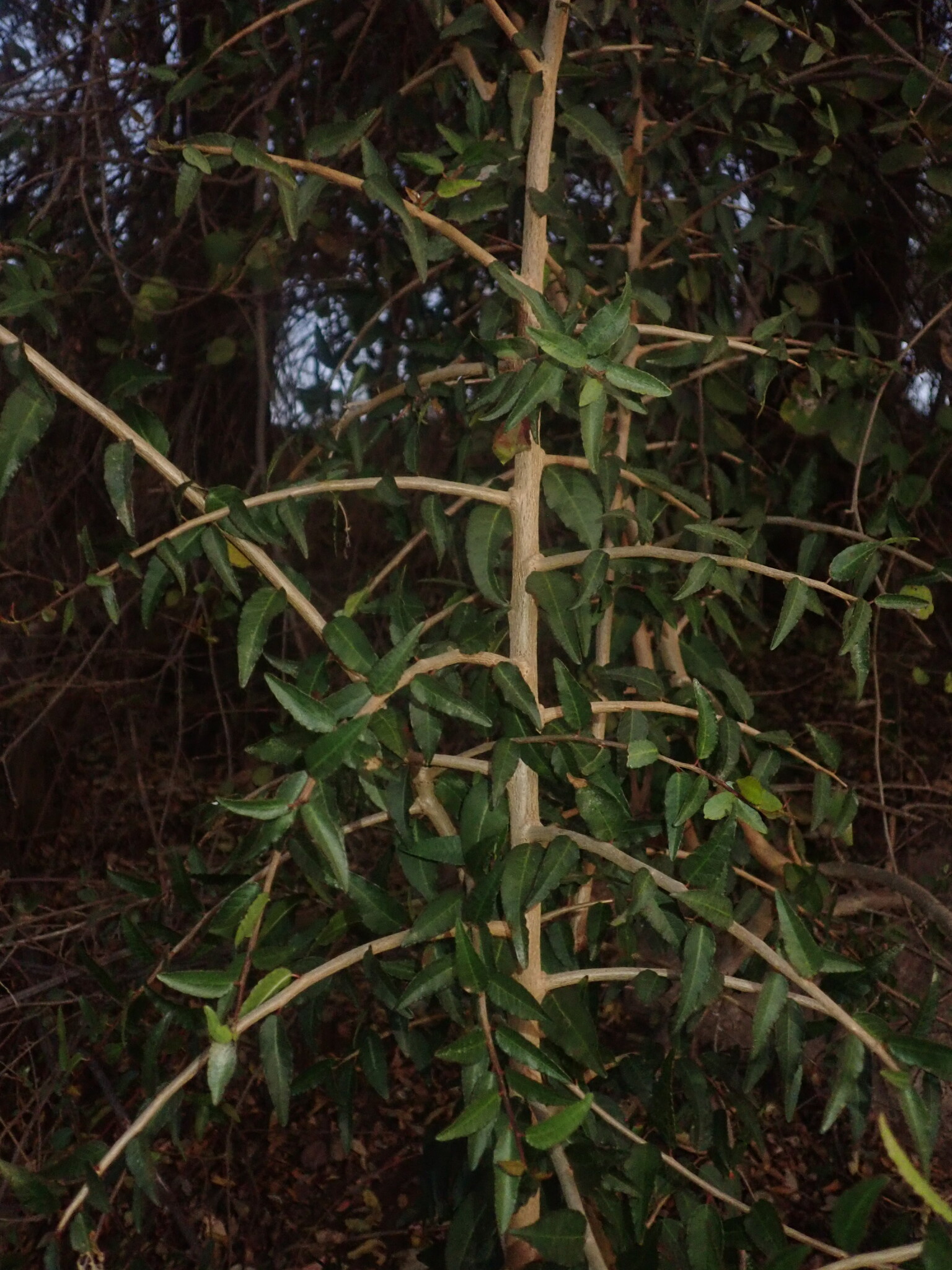 Spirostachys vaginata Griseb. 2